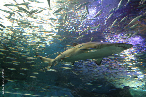 Fotoroleta morze rekin ryba