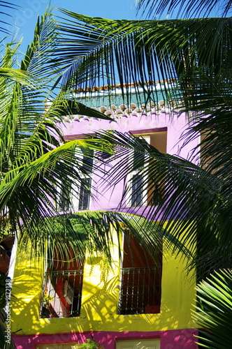 Fotoroleta brazylia palma fioletowy zielony kolor
