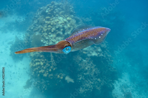 Plakat morze koral rafa zwierzę kalmar