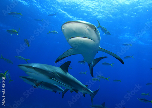 Obraz na płótnie woda morze rekin rafa