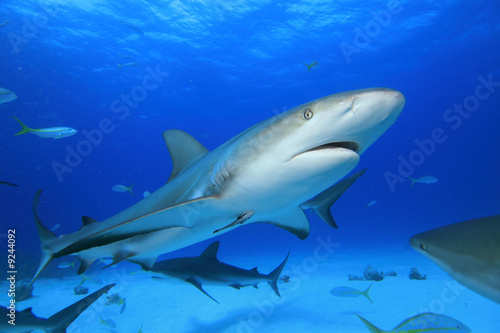 Fotoroleta rekin karaiby ryba tropikalny