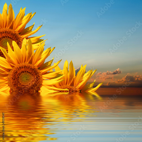 Fototapeta słonecznik obraz świt słońce