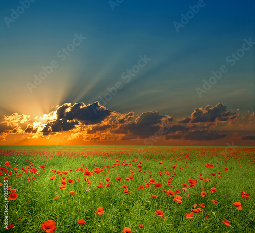 Fotoroleta spokojny niebo słońce kwiat rolnictwo