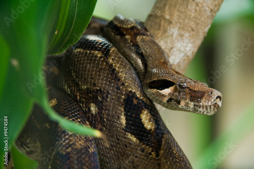 Fototapeta wąż dżungla bezdroża dziki