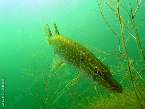 Fotoroleta fauna podwodne ryba szczupak clearwater