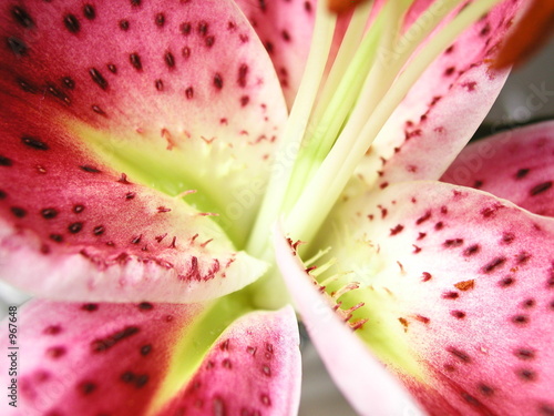 Fotoroleta kwiat liliowiec zielony