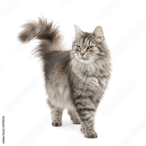 Naklejka portret zwierzę kot ssak