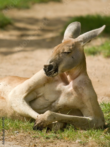 Plakat australia ssak kangur zwierzę trawa