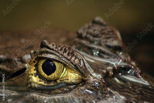 Fototapeta gad woda aligator