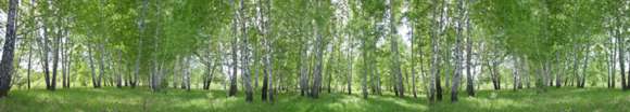 Fototapeta Panoramiczny brzozowy las