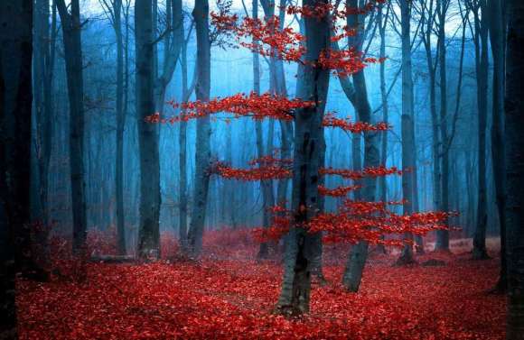 Naklejka Jesienny las