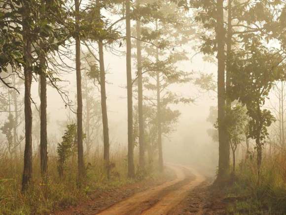 Obraz na płótnie Droga w mglistym lesie