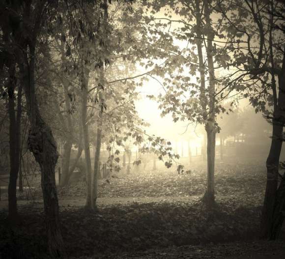Fototapeta mglisty poranek w lesie