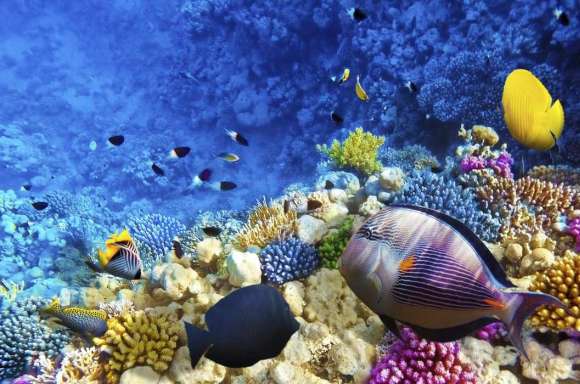Fotoroleta Rafa koralowa w Morzu Czerwonym