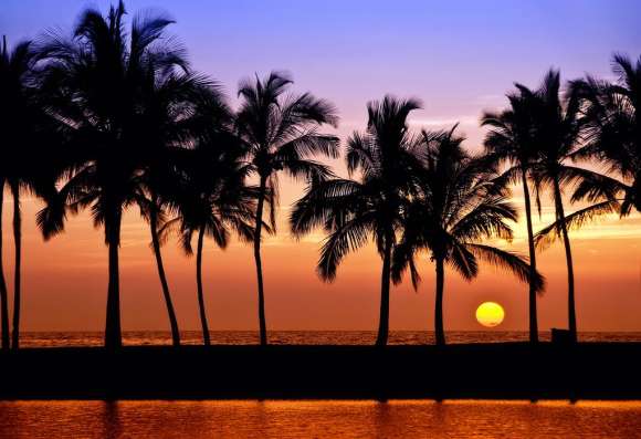 Fototapeta Palmy przy zachodzie słońca - Hawaje