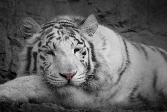 Obraz na płótnie Biały Tygrys
