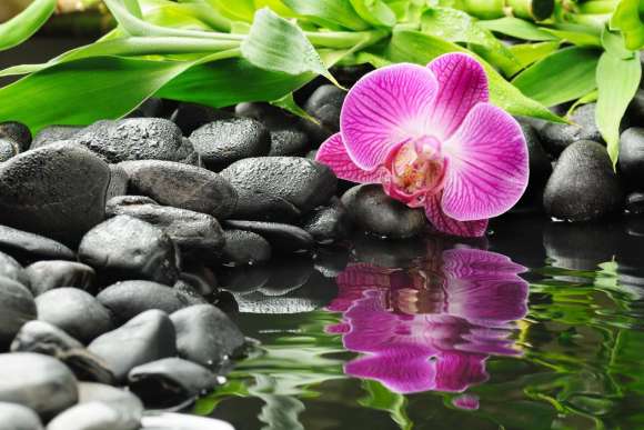 Fototapeta orchidea z kamieniami zen