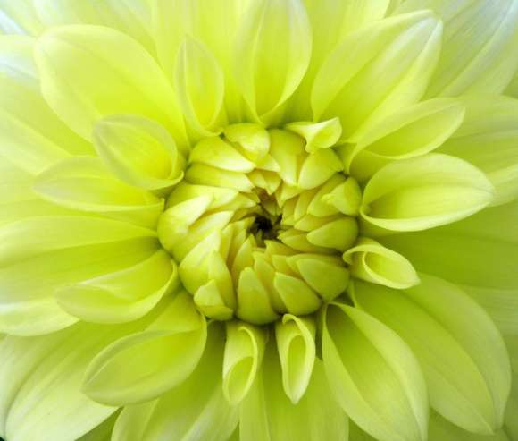 Obraz na płótnie Kwiat Dalii