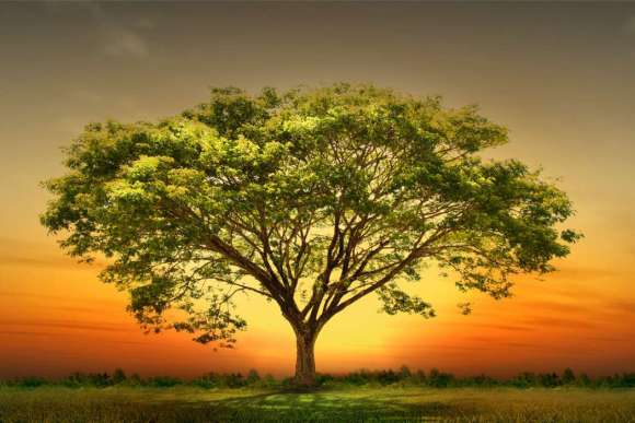 Plakat Zielone drzewo w centrum zachodu słońca
