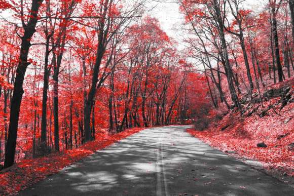 Fotoroleta Droga przez czerwony las